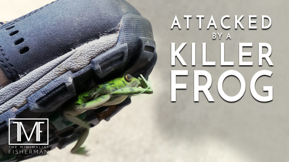 Attacked by a Killer Frog