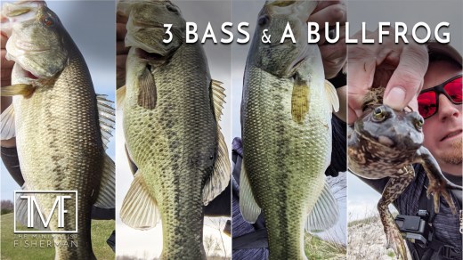 3 Bass & a Bullfrog