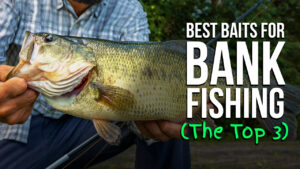 Best Baits for Midwest Bank Fishing (Top 3 List)