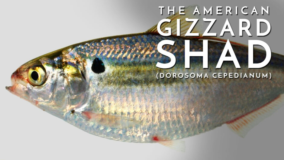 The American Gizzard Shad