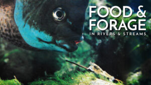 Food & Forage / Learning to Fish Rivers and Streams