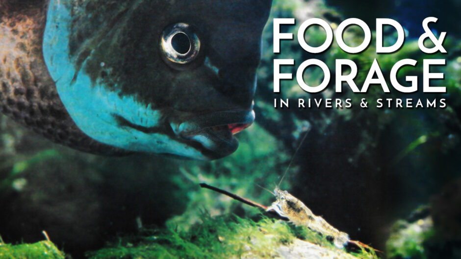 Food & Forage in Rivers and Streams
