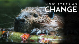 How Streams Change / Learning to Fish Rivers & Streams