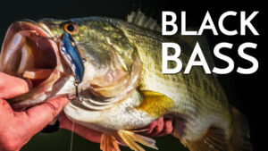 All About Black Bass: Part 1