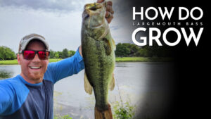 How do Largemouth Bass Grow?