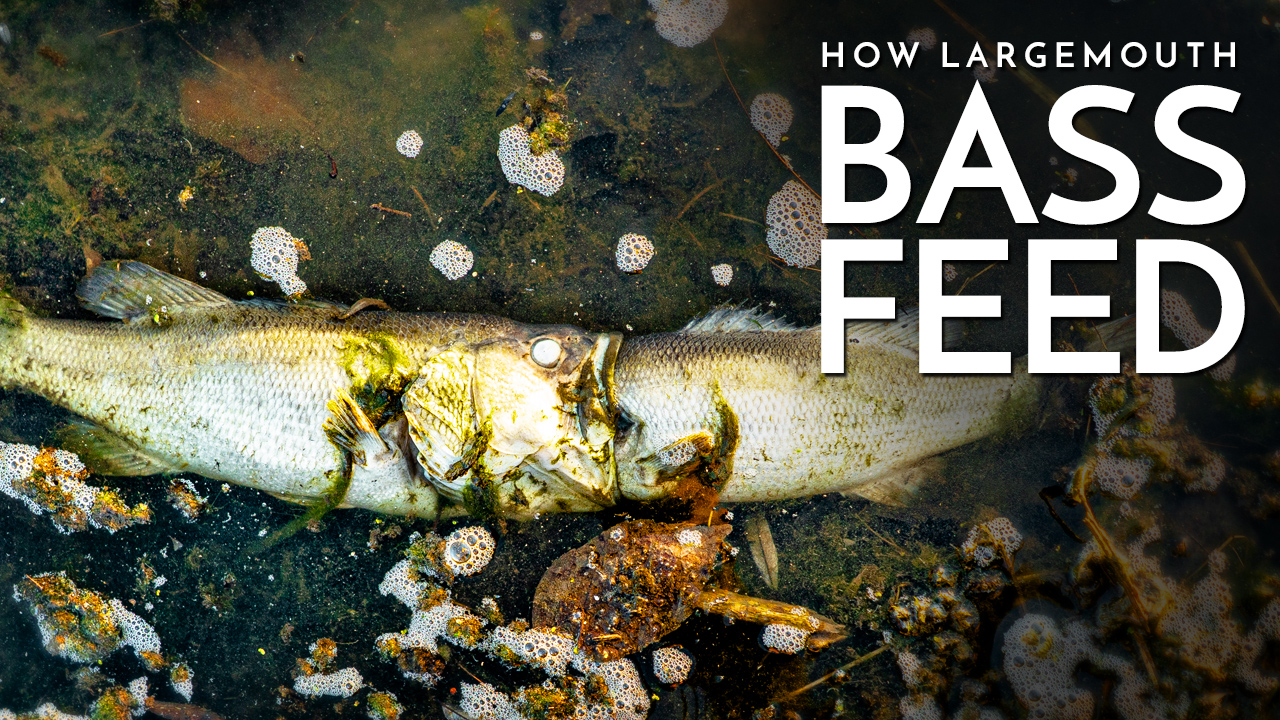 How Largemouth Bass Feed