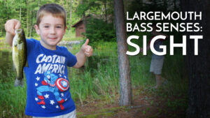 Largemouth Bass Senses: Sight