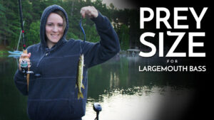 Prey Size for Largemouth Bass