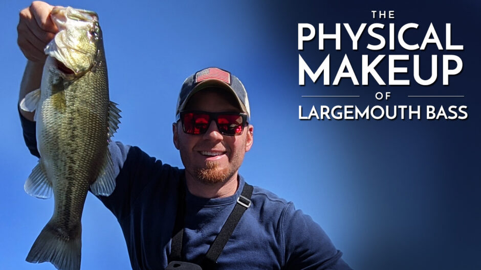 The Physical Makeup of Largemouth Bass