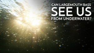 Can Largemouth Bass See Us On Shore?
