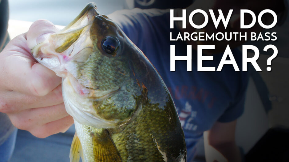 How Do Largemouth Bass Hear?