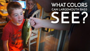 What Colors Can Largemouth Bass See?