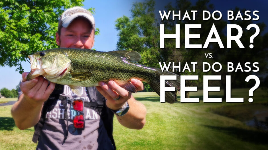 What Do Bass Hear and Feel?