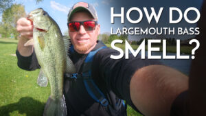 How Do Largemouth Bass Smell?