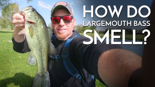 How do Bass Smell?