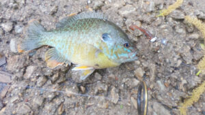 Mule Jig Donkey Tail Green Sunfish Pumpkinseed