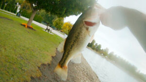 Bass Munitions Beaver Bait Largemouth Caught from Bank #short