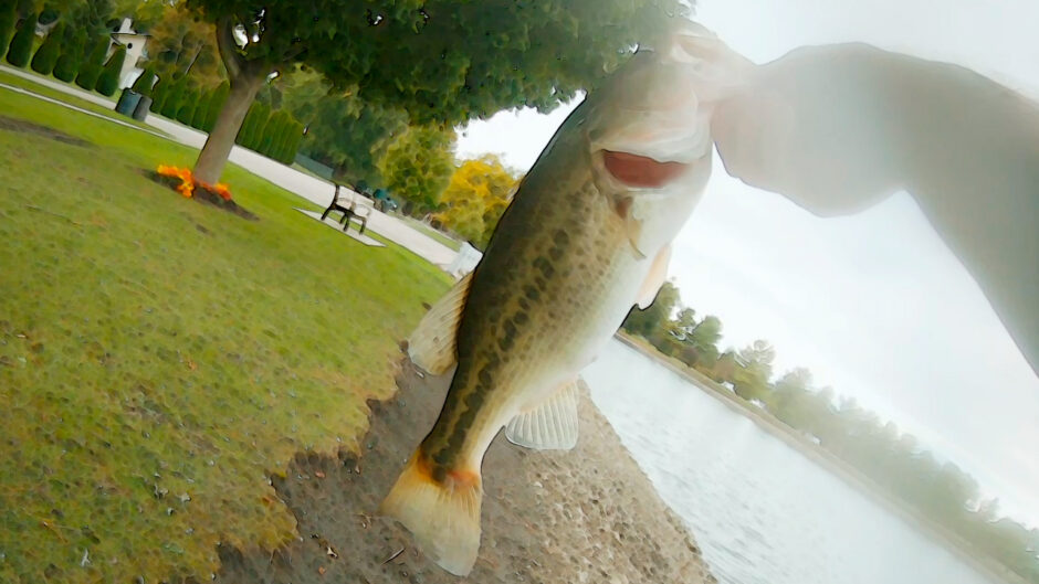 Bass Munitions Beaver Bait Largemouth from the Bank