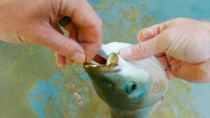 Giant Carp on a Blue Fox Vibrax #short