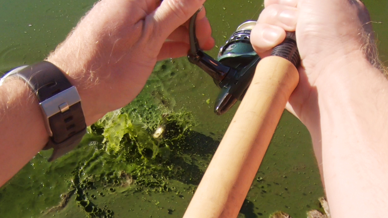 The Sloppiest Largemouth Bass Attacked my Worm while Bank Fishing! #short