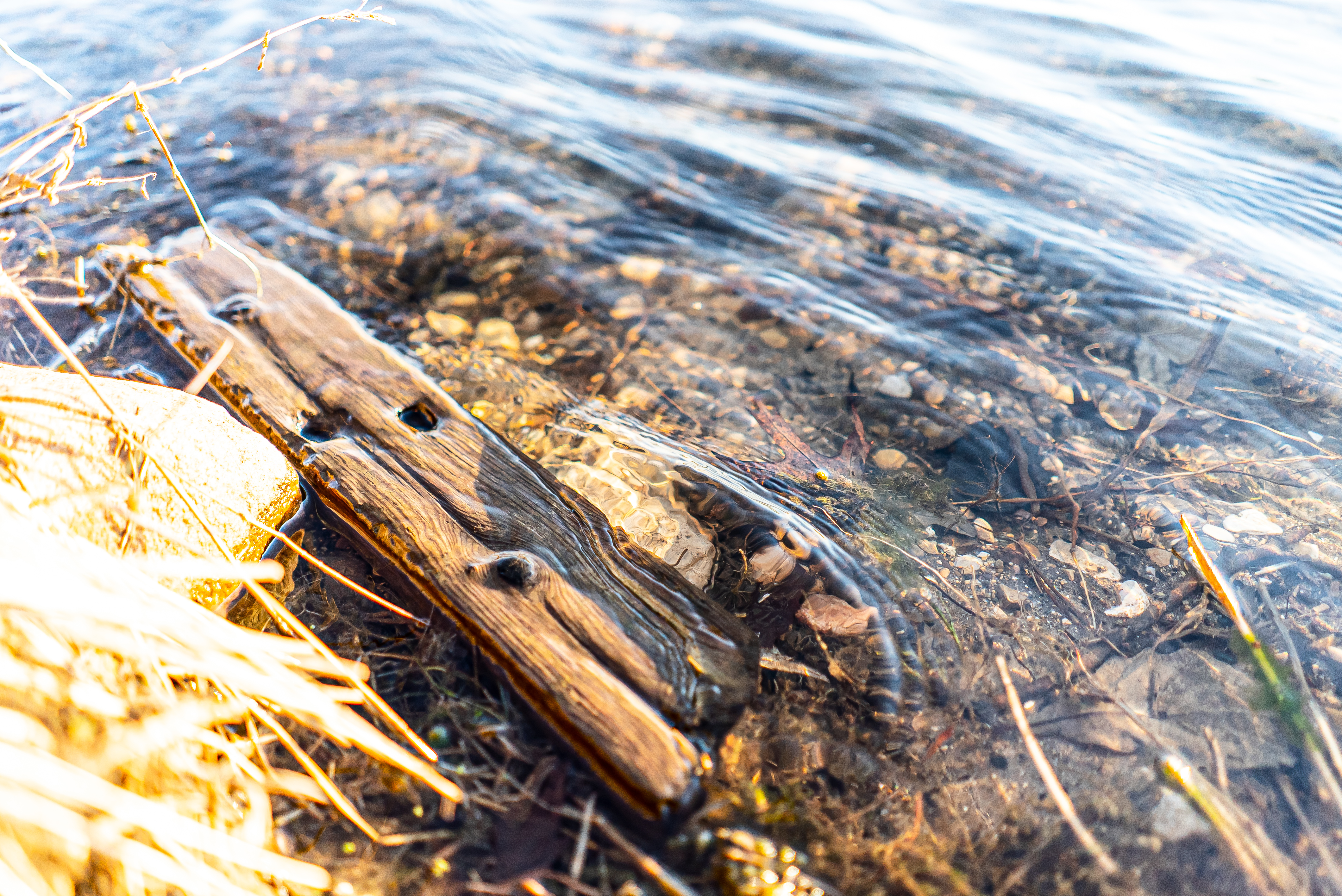 Gallery: Driftwood by the Lake