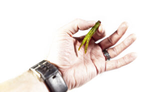 Gallery: Ned Rig Secrets Eagle Claw Zlinky