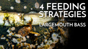 The 4 Feeding Strategies of Largemouth Bass