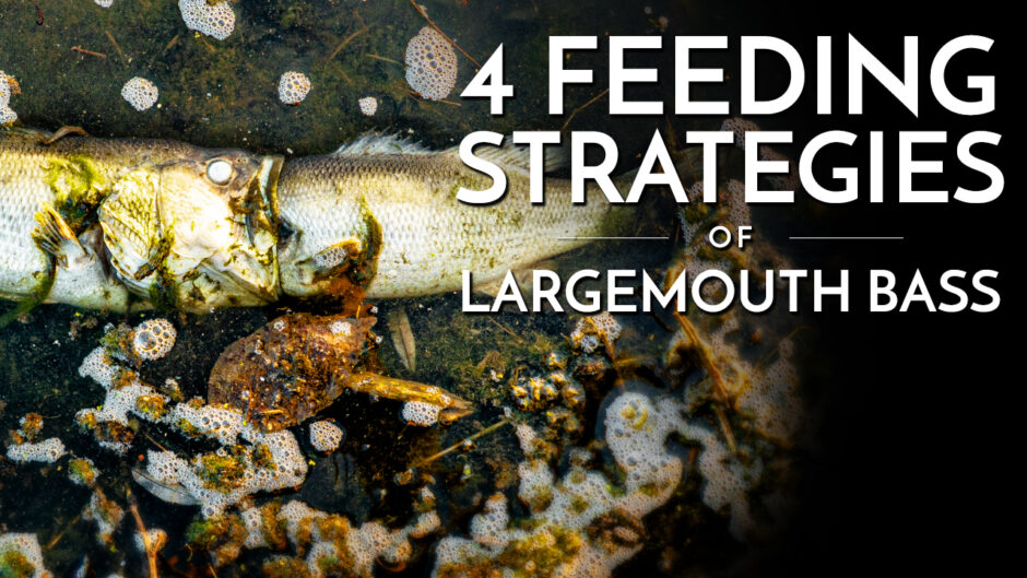 4 feeding strategies of largemouth bass