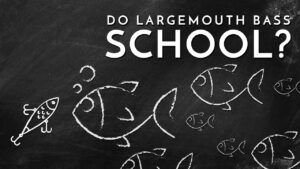 Do Largemouth Bass School?