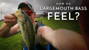 How Do Largemouth Bass Feel?