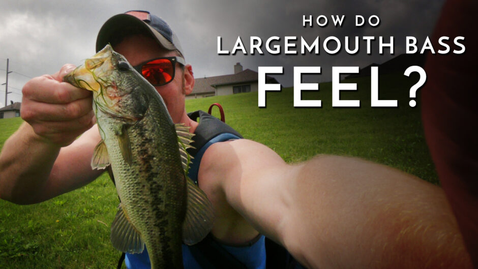 How Do Largemouth Bass Feel?