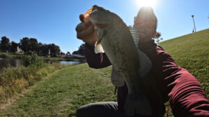 Snakebite Rig Largemouth Bass Fishing Illinois Bank Fishing