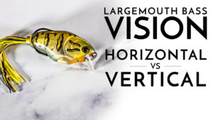 Largemouth Bass Vision: Horizontal vs Vertical