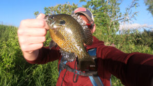 fishing under the interstate panfish ultralight green sunfish