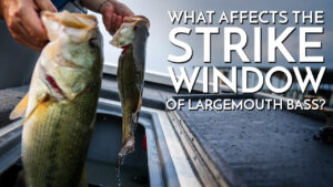 What Affects the Strike Window of Largemouth Bass?
