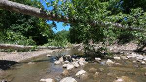 creek fishing illinois aj hauser tree stream obstruction