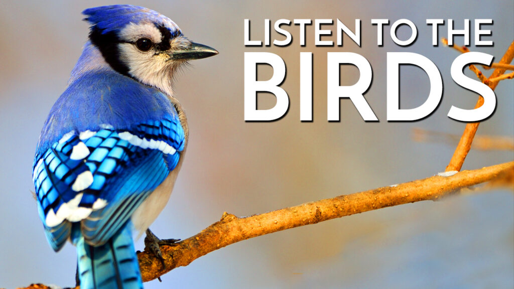 Listen Bird Listen to the Birds – The Minimalist Fisherman