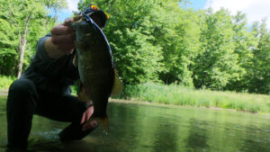 Illinois Creek Fishing High Water Sunny Smallmouth Bass Pop 'n Drop