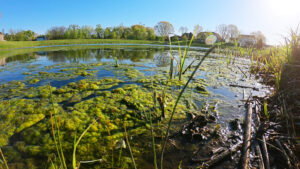 early morning suburban pond city fishing bank fishing muck