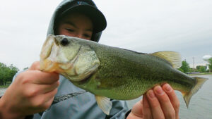 illinois bank fishing largemouth pop n drop dinger
