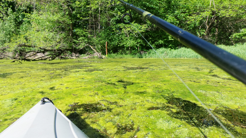 kayak fishing cheese factory muck dinger algae 3 – The Minimalist Fisherman