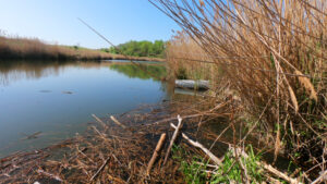 snapping turtle pond largemouth bass fishing illinois