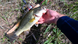 snapping turtle pond largemouth bass fishing illinois