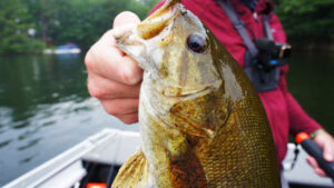 wisconsin fishing aj hauser smallmouth bass snake bite snakebite rig