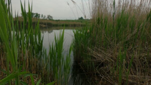 snapping turtle pond hawg alert big bass senko cht double wacky