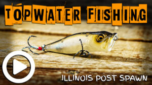Illinois Topwater Bass Fishing (Post Spawn)