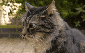 confused cat gif