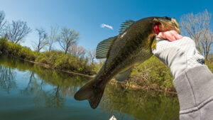 Illinois Largemouth Bass Fishing Pit TRD Weightless Texas Tx Rig Kayak