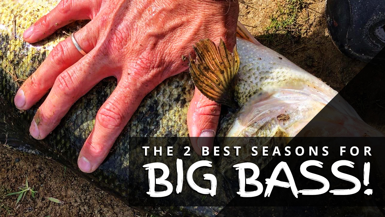 The 2 Best Seasons for Big Bass (and How To Catch Them)