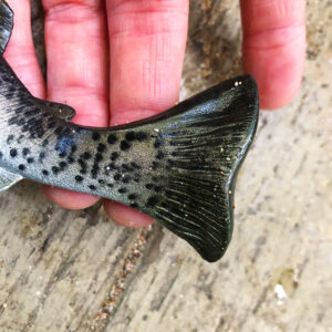 huddleston-deluxe-8-in-rainbow-trout-5 – The Minimalist Fisherman
